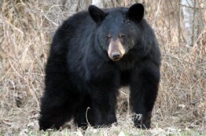 Чёрный медведь