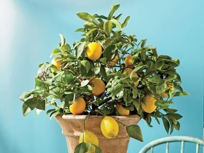 Лимон домашнее растение